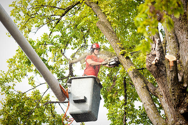 The Steps Involved in Our Tree Care Process in Trumann, AR